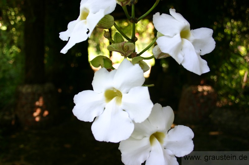 caribian flower.jpg