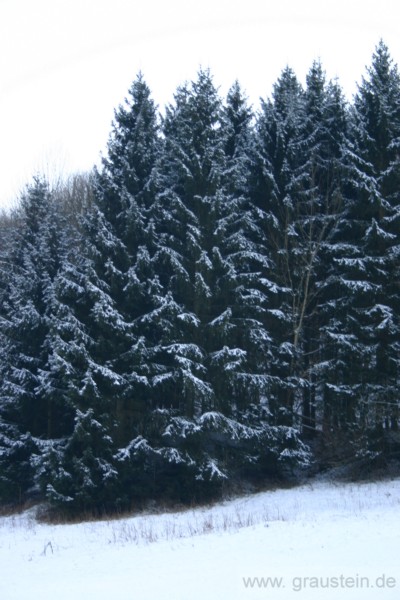 Winterharz.jpg