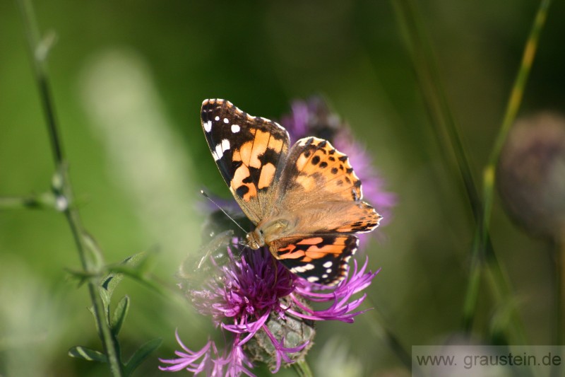 butterfly.jpg