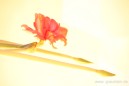 single amaryllis.jpg