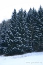 Winterharz.jpg