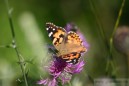 butterfly.jpg